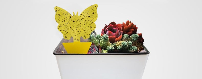 # Butterfly-Shaped Double-Sided Sticky Insect Sticky Cards
