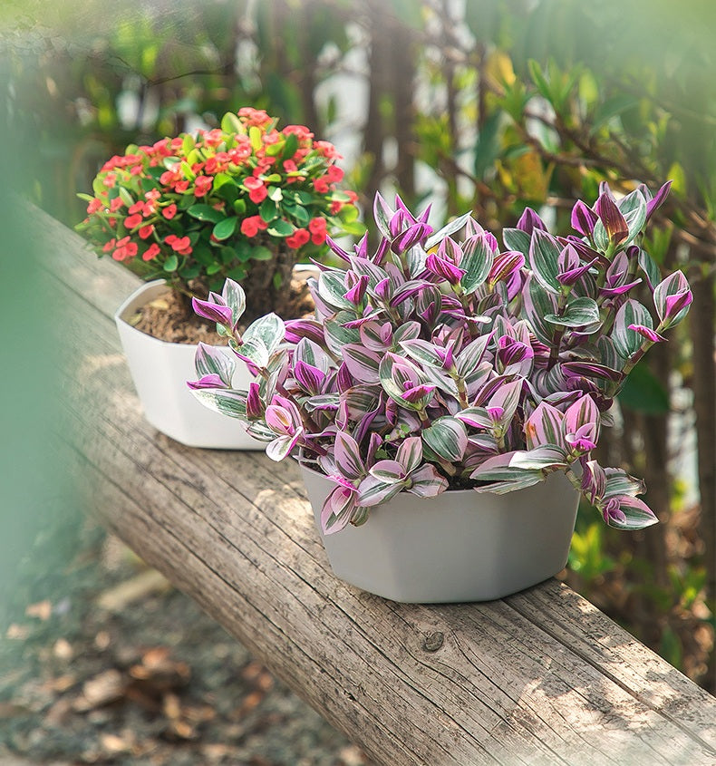**Resin Plastic Succulent Flower Pots**