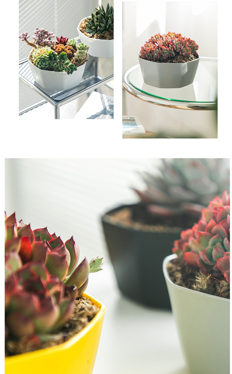**Resin Plastic Succulent Flower Pots**